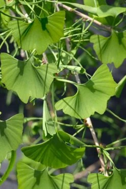 Weeping Wonder Dwarf Ginkgo Tree - 3 Gallon Pot -Garden Plants ginkgo biloba weeping wonder 7