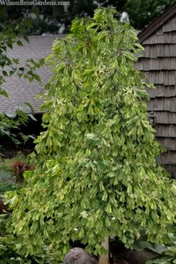 California Sunset Ginkgo Tree - 3 Gallon Pot (2-3') 10 California Sunset Ginkgo Tree - 3 Gallon Pot (2-3') -Garden Plants ginkgo california sunset 10
