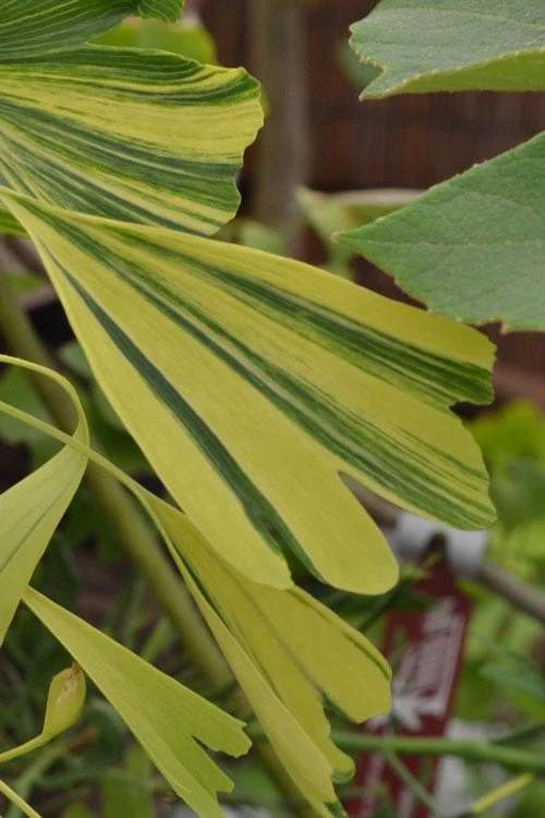 California Sunset Ginkgo Tree - 3 Gallon Pot (2-3') 1 California Sunset Ginkgo Tree - 3 Gallon Pot (2-3')