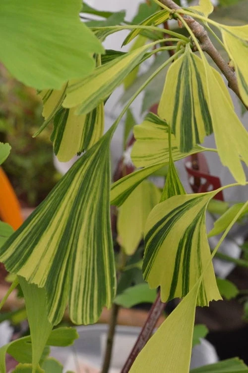 California Sunset Ginkgo Tree - 3 Gallon Pot (2-3') 4 California Sunset Ginkgo Tree - 3 Gallon Pot (2-3') - Image 4