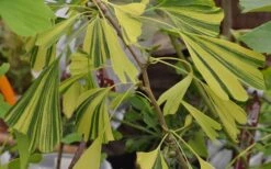 California Sunset Ginkgo Tree - 3 Gallon Pot (2-3') 11 California Sunset Ginkgo Tree - 3 Gallon Pot (2-3') -Garden Plants ginkgo california sunset 5