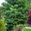 Jade Butterfly Dwarf Ginkgo Tree - 3 Gallon Pot