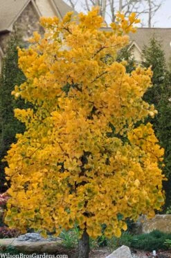 Jade Butterfly Dwarf Ginkgo Tree - 3 Gallon Pot 11 Jade Butterfly Dwarf Ginkgo Tree - 3 Gallon Pot -Garden Plants ginkgo jade butterfly 11