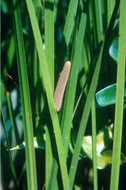 American Sweet Flag (Acorus Americanus) - 1 Gallon Pot -Garden Plants grass american sedge 500x750 1
