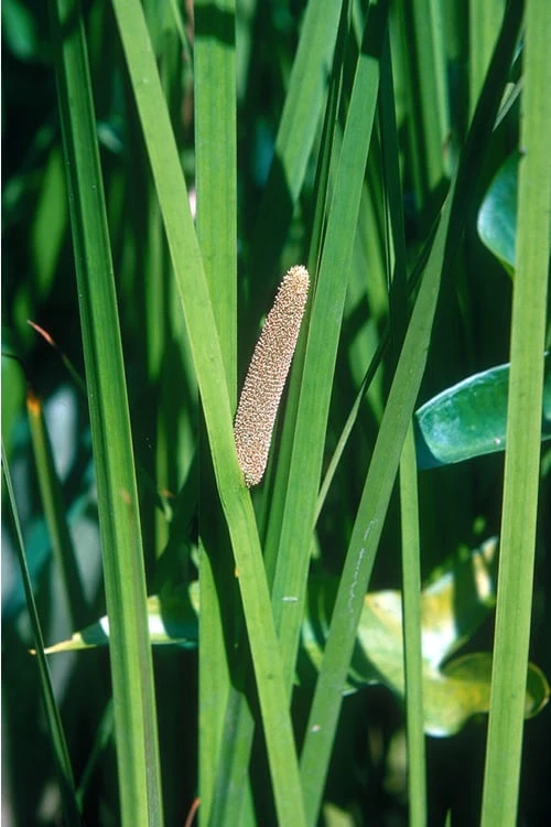 American Sweet Flag (Acorus Americanus) - 6 Pack Of 1 Gallon Pots 6 American Sweet Flag (Acorus Americanus) - 6 Pack Of 1 Gallon Pots - Image 6