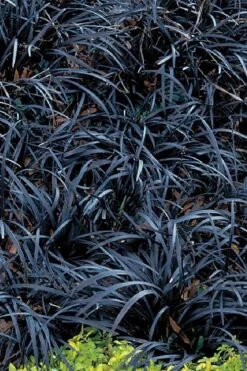 Dwarf Black Mondo Grass - 5 Pack Of Quart Pots -Garden Plants grass dwarf black mondo 3 500x750 1