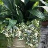 Variegated Algerian Ivy (Hedera Algeriensis 'Gloire De Marengo') - 6 Pack Of Pint Pots
