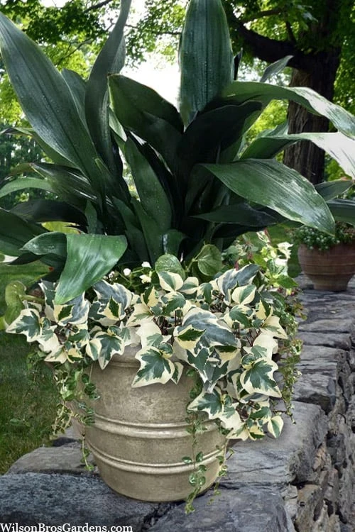 Variegated Algerian Ivy (Hedera Algeriensis 'Gloire De Marengo') - 6 Pack Of Pint Pots 1 Variegated Algerian Ivy (Hedera Algeriensis 'Gloire De Marengo') - 6 Pack Of Pint Pots