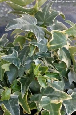 Ingelise English Ivy (Hedera) - 10 Pack Of 4" Pots -Garden Plants hedera helix ingelise english ivy 4