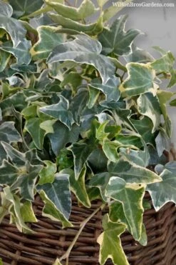 Ingelise English Ivy (Hedera) - 10 Pack Of 4" Pots -Garden Plants hedera helix ingelise english ivy 6