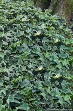 Ingelise English Ivy (Hedera) - 10 Pack Of 4" Pots -Garden Plants hedera helix ingelise english ivy 7