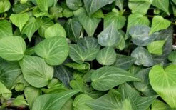 Teardrop Ivy (Hedera Helix) - 5 Pack Of Pint Pots -Garden Plants hedera helix teardrop ivy 100