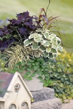 Teardrop Ivy (Hedera Helix) - 5 Pack Of Pint Pots -Garden Plants hedera helix teardrop ivy 101