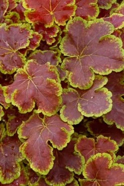 Solar Eclipse Heucherella (Foamy Bells) - 1 Gallon Pot 9 Solar Eclipse Heucherella (Foamy Bells) - 1 Gallon Pot -Garden Plants heucherella solar eclipse 1
