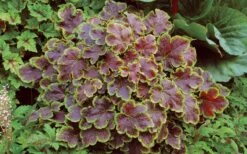 Solar Eclipse Heucherella (Foamy Bells) - 1 Gallon Pot 10 Solar Eclipse Heucherella (Foamy Bells) - 1 Gallon Pot -Garden Plants heucherella solar eclipse 3