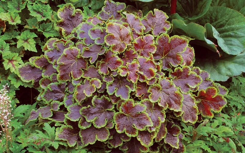 Solar Eclipse Heucherella (Foamy Bells) - 1 Gallon Pot 5 Solar Eclipse Heucherella (Foamy Bells) - 1 Gallon Pot - Image 5