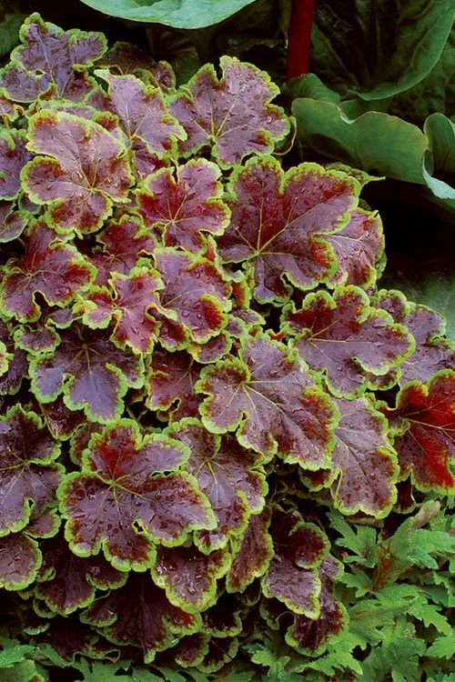 Solar Eclipse Heucherella (Foamy Bells) - 1 Gallon Pot 6 Solar Eclipse Heucherella (Foamy Bells) - 1 Gallon Pot - Image 6