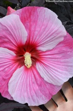 Starry Night Hardy Hibiscus (Rose Mallow) - 1 Gallon Pot -Garden Plants hibiscus starry night rose mallow 2
