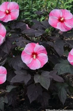 Starry Night Hardy Hibiscus (Rose Mallow) - 1 Gallon Pot -Garden Plants hibiscus starry night rose mallow 4