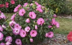Summerific Candy Crush Hibiscus (Rose Mallow) - 1 Gallon Pot 9 Summerific Candy Crush Hibiscus (Rose Mallow) - 1 Gallon Pot -Garden Plants hibiscus summerific candy crush 13
