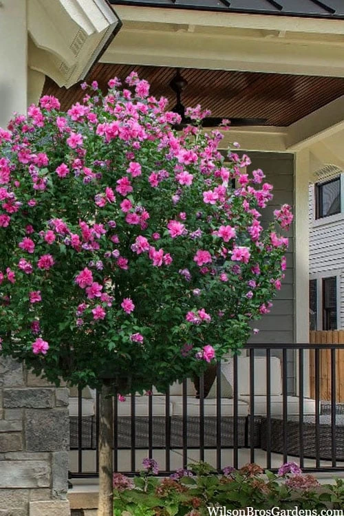 Lucy Rose Of Sharon (Single Trunk Tree) - 7 Gallon Pot (4-5') 1 Lucy Rose Of Sharon (Single Trunk Tree) - 7 Gallon Pot (4-5')