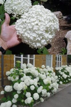 Annabelle Hydrangea - 3 Gallon Pot -Garden Plants hydrangea annabelle 2 500x750 1