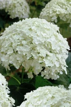 Annabelle Hydrangea - 3 Gallon Pot -Garden Plants hydrangea arborescens annabelle 10