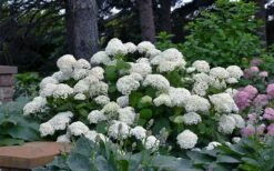 Annabelle Hydrangea - 3 Gallon Pot -Garden Plants hydrangea arborescens annabelle 11