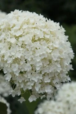 Annabelle Hydrangea - 3 Gallon Pot -Garden Plants hydrangea arborescens annabelle 12