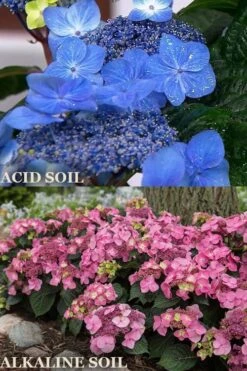 Endless Summer 'Pop Star' Hydrangea - 3 Gallon Pot -Garden Plants hydrangea endless summer pop star 1
