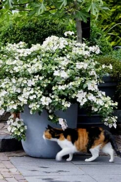 Fairytrail Bride Cascade Hydrangea - 2 Gallon Pot -Garden Plants hydrangea fairytrail bride 7