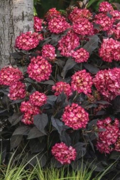 Eclipse Bigleaf Hydrangea - 3 Gallon Pot -Garden Plants hydrangea macrophylla eclipse 3