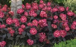 Eclipse Bigleaf Hydrangea - 3 Gallon Pot -Garden Plants hydrangea macrophylla eclipse 4