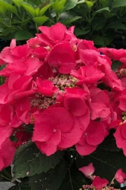 Cherry Explosion Hydrangea - 1 Gallon Pot -Garden Plants hydrangea macrophylla mckay cherry explosion 100