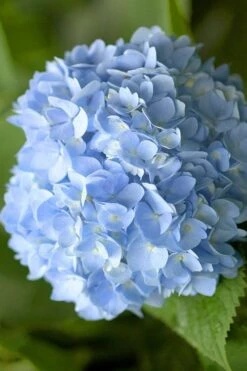 Penny Mac Hydrangea - 2 Gallon Pot -Garden Plants hydrangea macrophylla penny mac 21 2