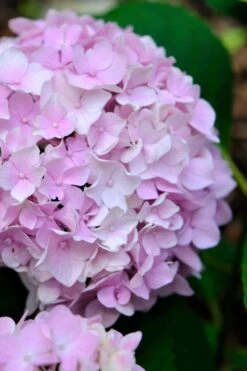 Penny Mac Hydrangea - 1 Gallon Pot