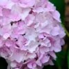Penny Mac Hydrangea - 2 Gallon Pot