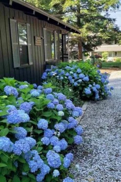 Penny Mac Hydrangea - 3 Gallon Pot -Garden Plants hydrangea macrophylla penny mac 23