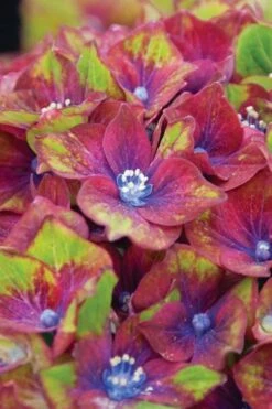 Pistachio Hydrangea - 3 Gallon Pot -Garden Plants hydrangea macrophylla pistachio 6