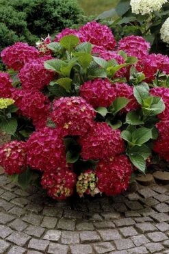 Red Sensation Hydrangea - 3 Gallon Pot -Garden Plants hydrangea macrophylla red sensation 2