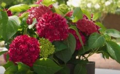 Red Sensation Hydrangea - 3 Gallon Pot -Garden Plants hydrangea macrophylla red sensation 6