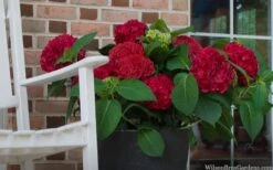 Red Sensation Hydrangea - 3 Gallon Pot -Garden Plants hydrangea macrophylla red sensation 7