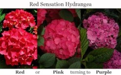 Red Sensation Hydrangea - 3 Gallon Pot -Garden Plants hydrangea macrophylla red sensation 8