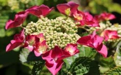 Teller Red Hydrangea - 1 Gallon Pot -Garden Plants hydrangea macrophylla teller red 3