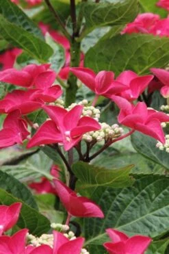 Teller Red Hydrangea - 1 Gallon Pot -Garden Plants hydrangea macrophylla teller red 4
