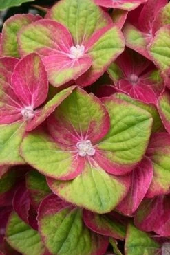 Tilt-A-Swirl Hydrangea - 3 Gallon Pot -Garden Plants hydrangea macrophylla tilt a swirl 4