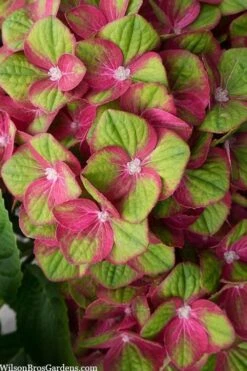 Tilt-A-Swirl Hydrangea - 3 Gallon Pot - SALE -Garden Plants hydrangea macrophylla tilt a swirl 5 1