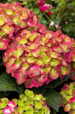 Tilt-A-Swirl Hydrangea - 3 Gallon Pot - SALE -Garden Plants hydrangea macrophylla tilt a swirl 7 1
