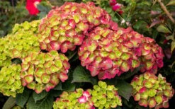 Tilt-A-Swirl Hydrangea - 3 Gallon Pot - SALE -Garden Plants hydrangea macrophylla tilt a swirl 8 1