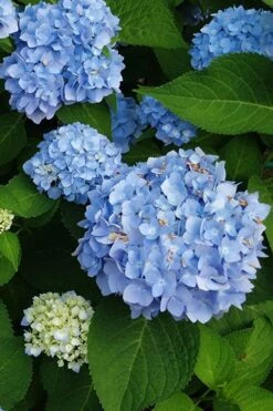 Mini Penny Hydrangea - 1 Gallon Pot -Garden Plants hydrangea mini penny 500x750202 1